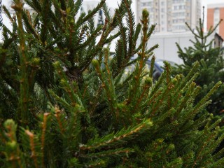 Где купить живую елку в Воскресенске