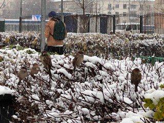 До минус 20 градусов? Наступят ли настоящие морозы в Подмосковье после теплого старта зимы