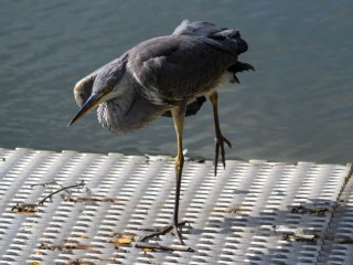 Редкий гость в зимнем Можайске: серая цапля удивила жителей