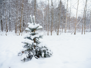 В выходные в Подмосковье нагрянет арктическая зима: синоптик предупредил о морозах и штормовом ветре