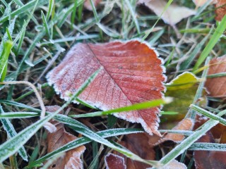 Сухой холод держит Подмосковье: как долго декабрь будет обходится без снега