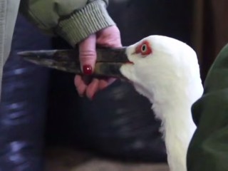 Под Волоколамском аисты пришли на диспансеризацию