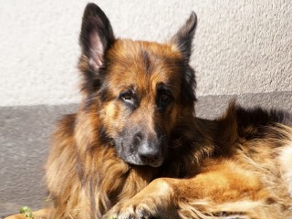 Внимание, Истра!: волонтеры ищут хозяев сбежавшей немецкой овчарки