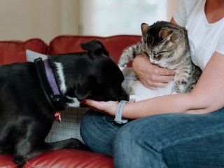 Сколько стоит зооняня? Новые специалисты начали зарабатывать на передержке кошек и собак