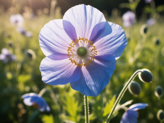 Не упустите январь: как добиться небесного цветения на клумбе с ранней рассадой