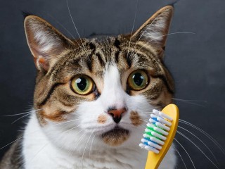 Забота о друге или деньги на ветер? Эта процедура по уходу за питомцем влетит вам в копеечку