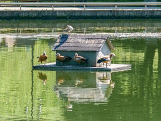 Домик для уток и кувшинки сохранили при благоустройстве набережной Травинского озера в Пушкино