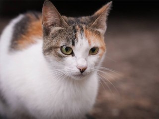 «Они летели с 16-го этажа»: как жители Одинцова избавились от надоевших питомцев