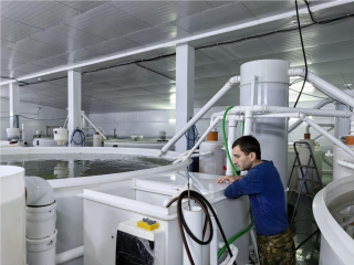 Царская рыба и королевские перспективы: ветераны СВО могут трудоустроиться на осетровую ферму