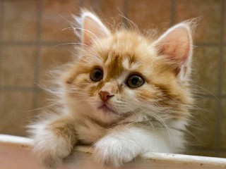 Один съеденный «дождик» может привести к смерти кошки: как спасти питомца — ответила ветеринар