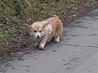 Вырезали матку и выбросили: корги, переставшую рожать, выбросили в мусорку в Подмосковье