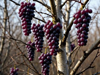 Чудо-дерево: в Солнечногорске вырос виноград на березе