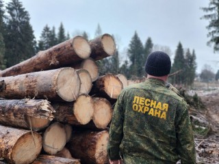 Старый лес под Солнечногорском готовят к обновлению