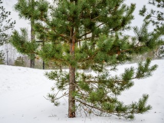 Не всякая ель перезимует: эти популярные хвойные растения погибнут при морозах