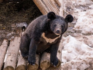 Купальный сезон в декабре: почему клинский мишка Потапыч полез в ледяную воду
