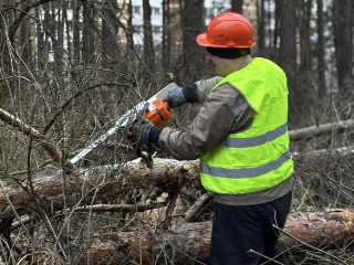 Заменят на молодые деревья: санитарные рубки начались в лесополосе Воскресенска