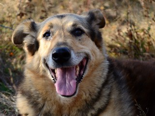 Собака-пенсионер Граф ищет семью: кинологи Королева объявили поиск хозяев