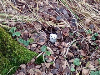 Ласки стали легкой добычей хищников из-за отсутствия снега