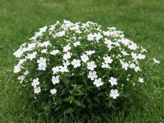 Это растение заменит газон: зеленый «ковер» на даче не боится зимы и не требует ухода