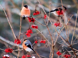 В Подмосковье потеплеет до -3 накануне Нового года