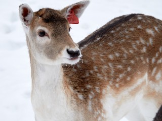 Почему олени пока не собираются в стада — рассказали в «Лосином Острове»
