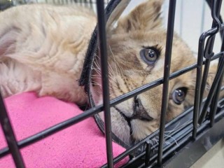 Переломы трех конечностей: прокуратура проведет проверку из-за львенка, проживавшего в квартире