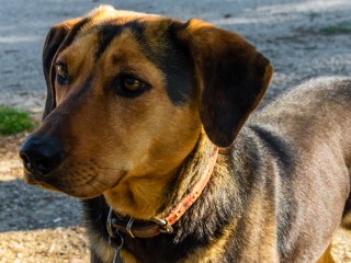 Сердца хозяев разбиты: в Лотошине ищут сбежавшую «охотничью» собаку