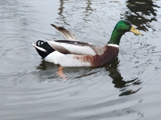 Спасти Серую шейку на замерзающем пруду просят волоколамцы