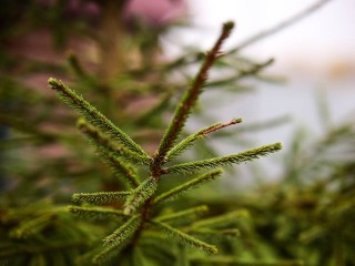 Ель, сосна, лапник из лесного питомника: где и как купить жителям Сергиева Посада