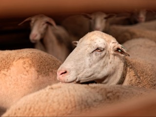 Агрегаторы спешат на помощь: как в Подмосковье позаботятся о фермерах