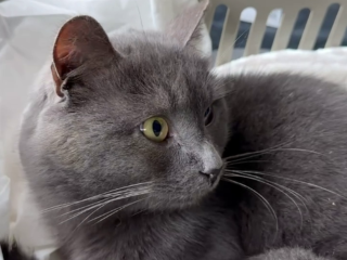 Приполз на передних лапах: жительница Истры спасла покалеченного кота Дымка и подарила ему дом