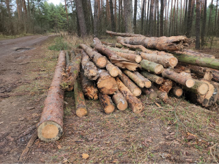 Стало известно, зачем в Егорьевске выборочно спиливают лес