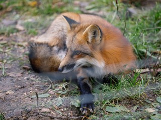 Ищут любовь у ваших домов: зоолог предупреждает о необычной активности лис из-за теплого декабря