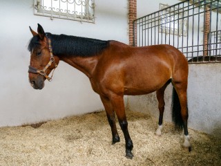 Просто лошадиное здоровье: почему подмосковные кони постоянно проходят проверки на инфекции и что должно насторожить владельцев