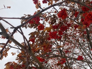 В Истре до середины месяца ожидается ноябрьская погода