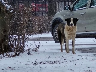 Куда сообщать о безнадзорных собаках в Домодедове и как себя с ними вести