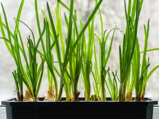 Зеленый урожай к празднику: как вырастить лук на подоконнике к Новому году