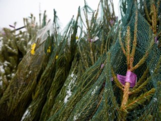 Где найти идеальную елку в Талдоме и не прогадать с выбором?