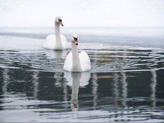 Стали известны новые подробности в истории с хотьковскими лебедями