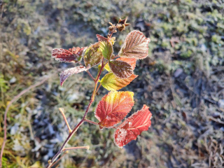 Дожди, заморозки, днем до +4°: циклон с Атлантики продолжит раскачивать тепло в Подмосковье