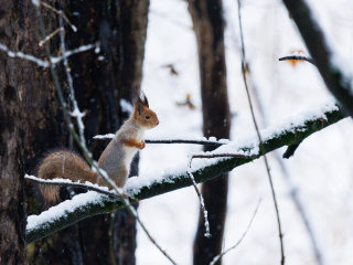 Абросимов день — зимний оракул: что погода 20 декабря сулит на 2026 год