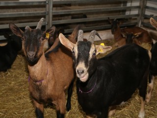 Луховицкая экоферма завоевала Национальную туристическую премию