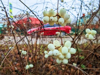 Экстремально холодная зима или бесконечная оттепель? Синоптик Вильфанд раскрыл погодные карты