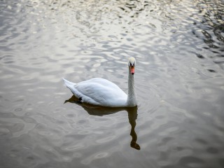 Лебеди из Мытищ устроили себе «субботник» на Яузе