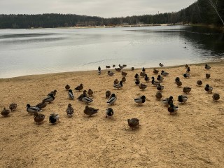 Утки на карьере изголодались и вышли на берег: чем кормить пернатых