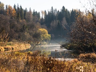 Организатора незаконной вырубки деревьев в Лесном привлекут к ответственности
