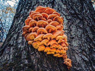 Пока Подмосковье ждет снег, в Серебряных Прудах — грибной ажиотаж: срочно в лес