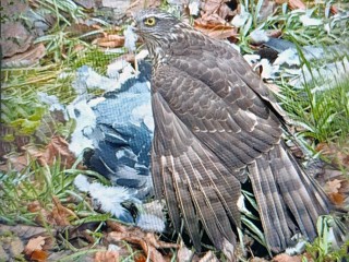 В Одинцове женщина не дала ястребу заклевать голубя на площадке детского сада