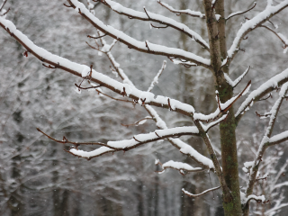 В ожидании снега и мороза: синоптики рассказали о погоде в Подмосковье до конца декабря