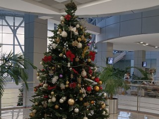 Где видновчанам купить елку на Новый год